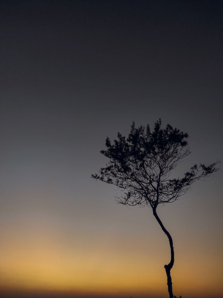 Закат и дерево