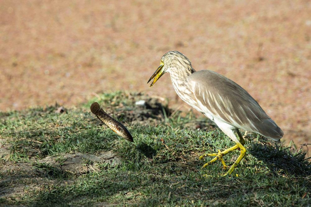 Photograph by Ajith Maniyan