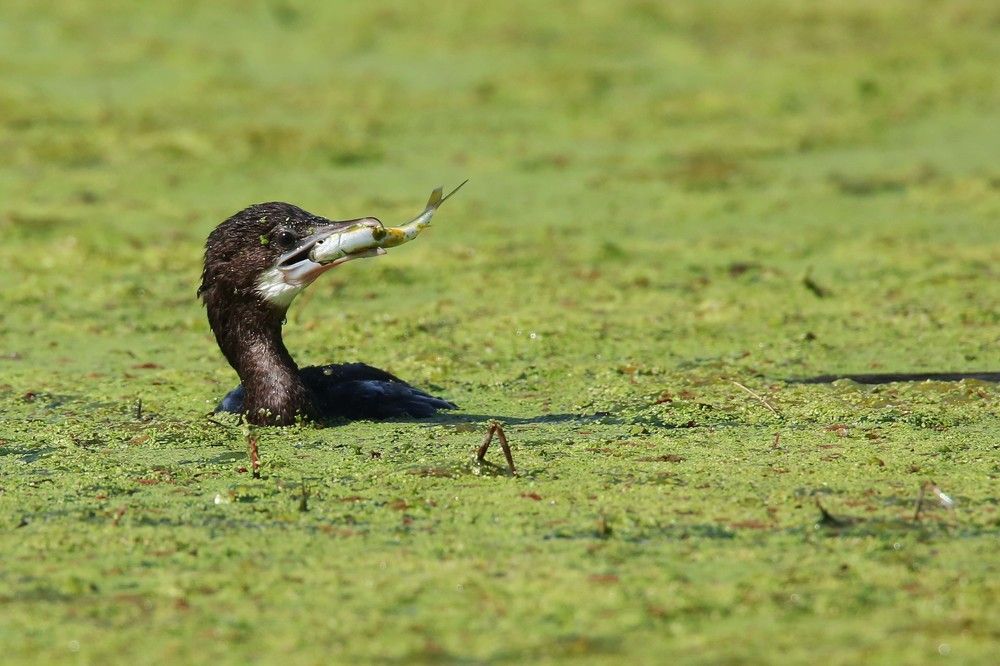 Photograph by Ajith Maniyan