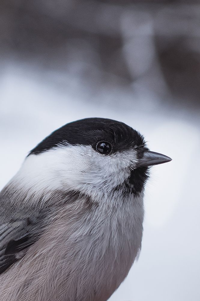 Photograph by Максим Колосов