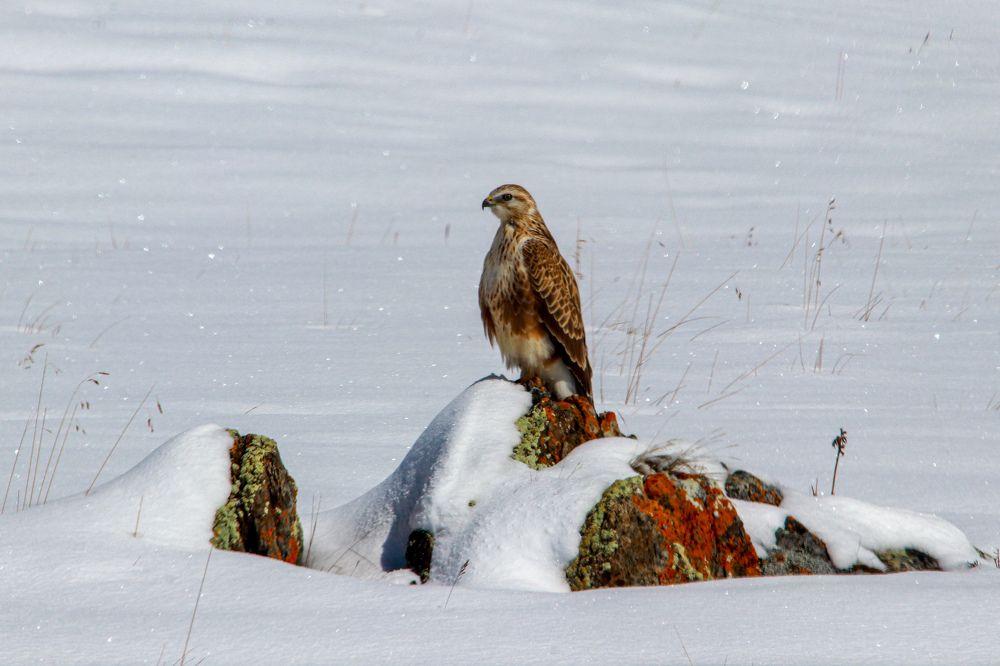 Photograph by Наталья Трифуз