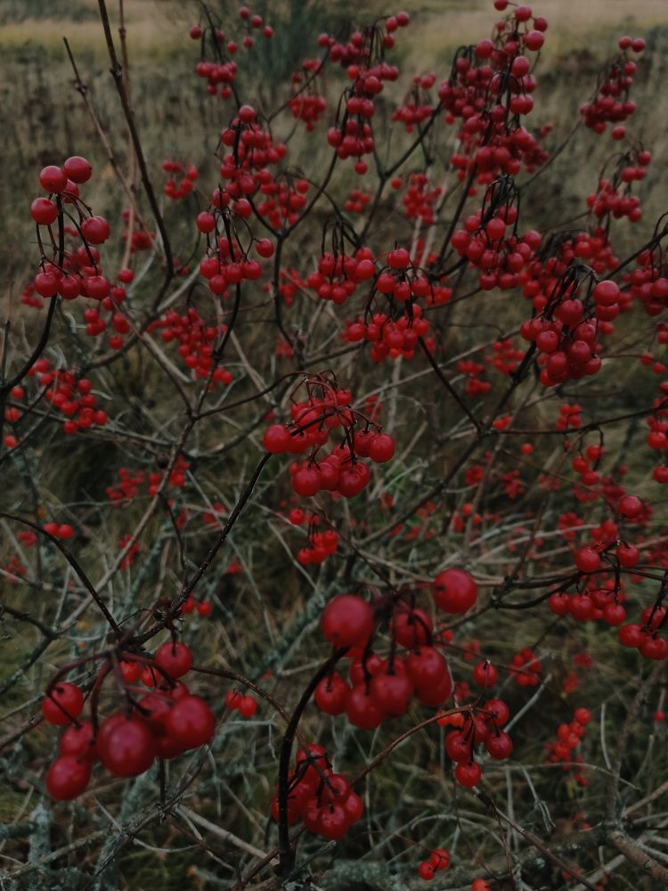 Photograph by Светлана Барабанова