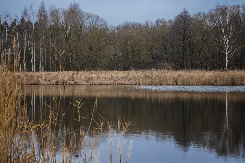 Там где живут караси