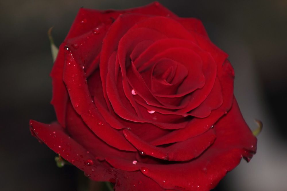 Photograph by Елена Миронова