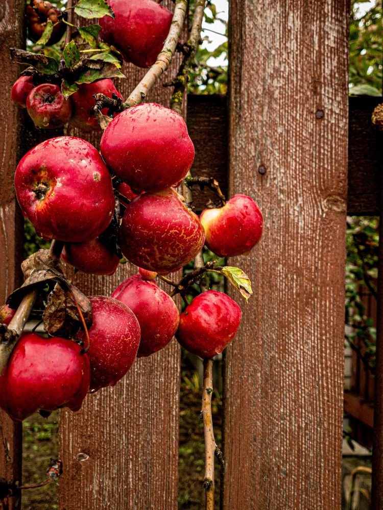 Фотография автора Natallia Kirpichova