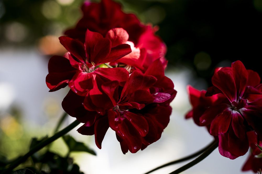 Photograph by Anna Gancheva