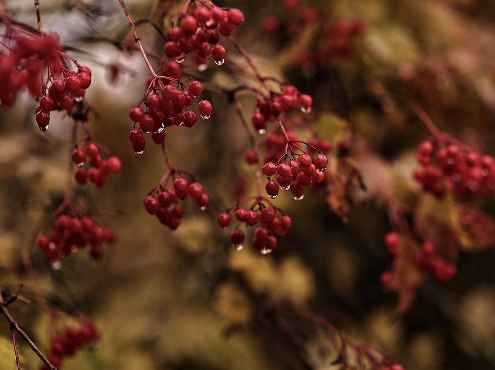 Photograph by Елена Одынец