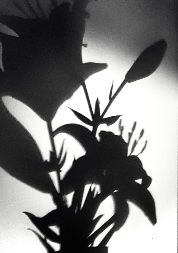 Photograph by Евгения Гудкова