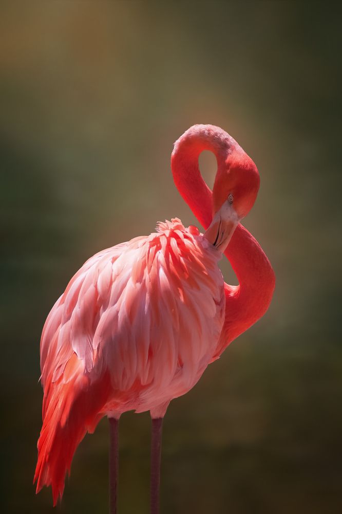 Волшебный фламинго.