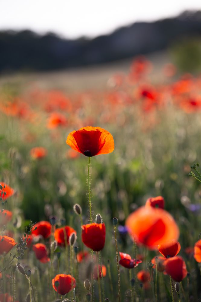 Photograph by Валерия Юдина