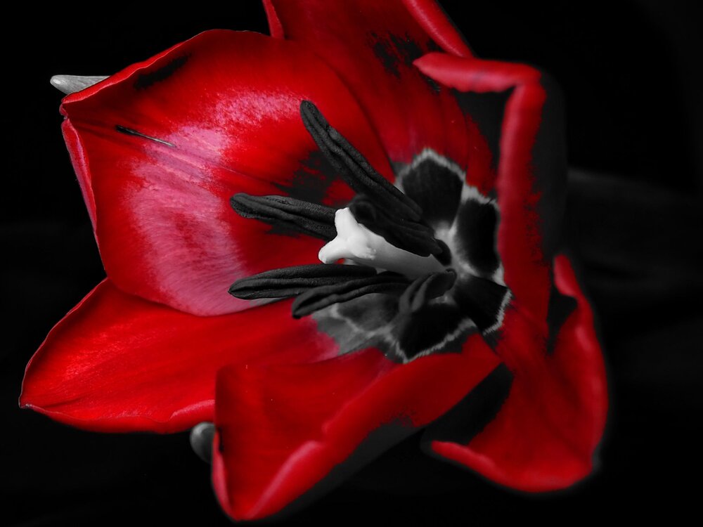 Red tulip