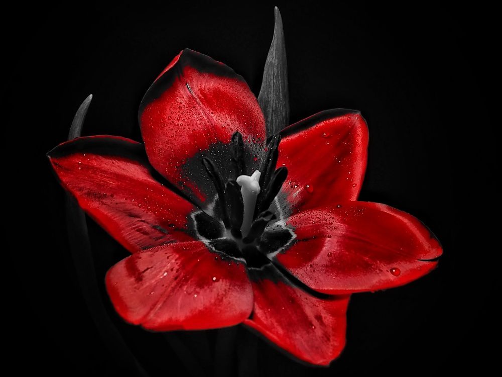 Red tulip