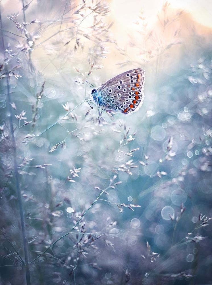 Painted veil / Разрисованная вуаль