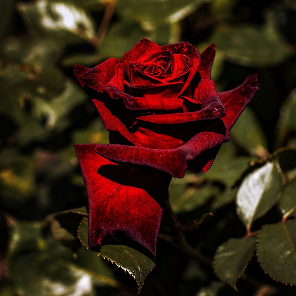 Photograph by Виктор Холодов