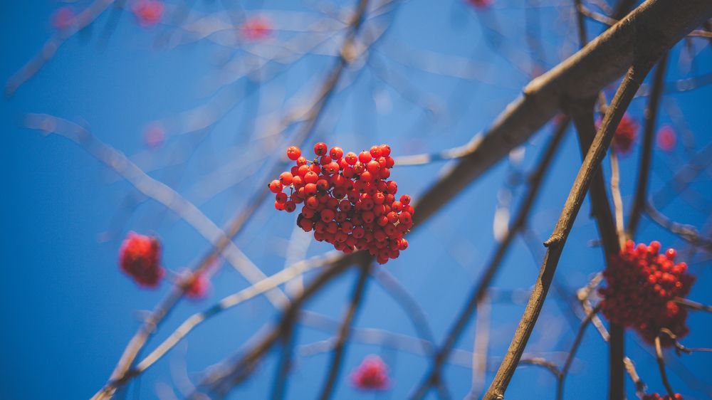 Photograph by Дмитрий Лекомцев