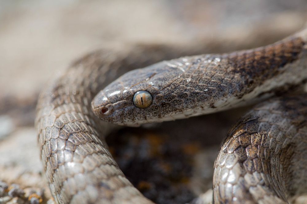 Photograph by Natalya Snegovaya