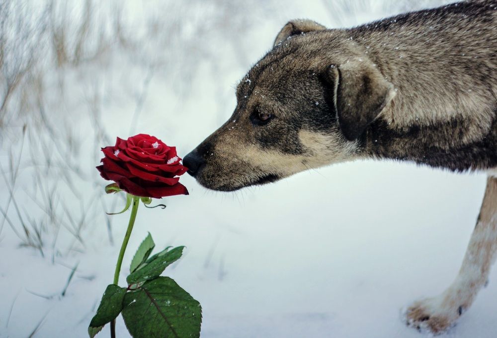 Rose and little prince