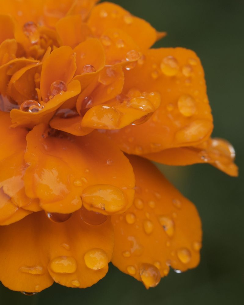 Photograph by Ирина Серегина