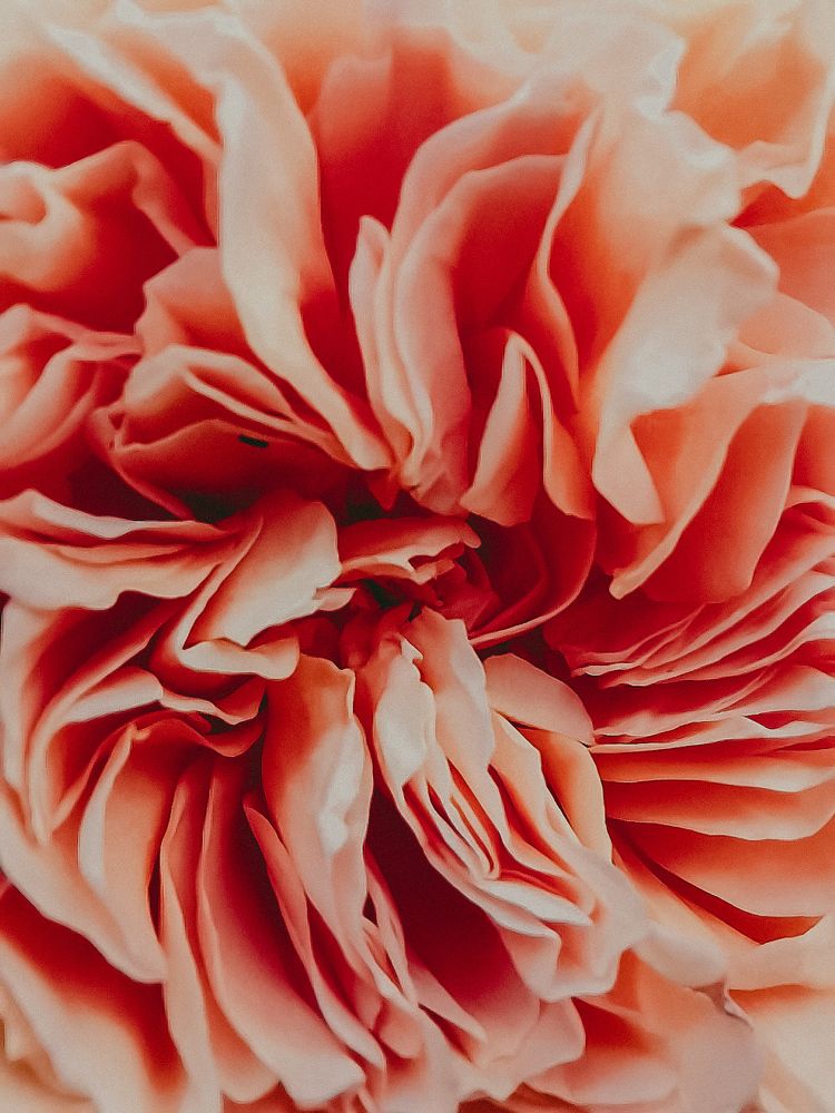 Photograph by Екатерина Савеня