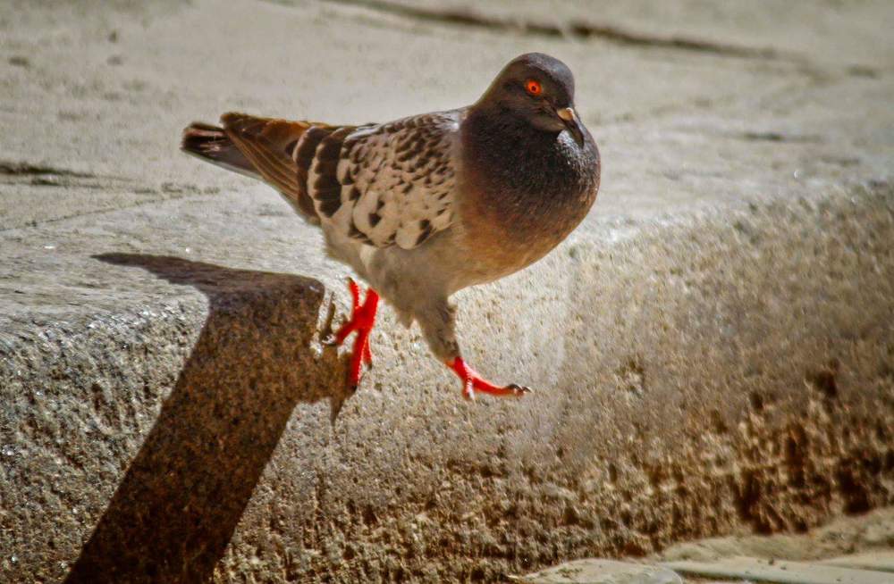 Photograph by Otto Acosta