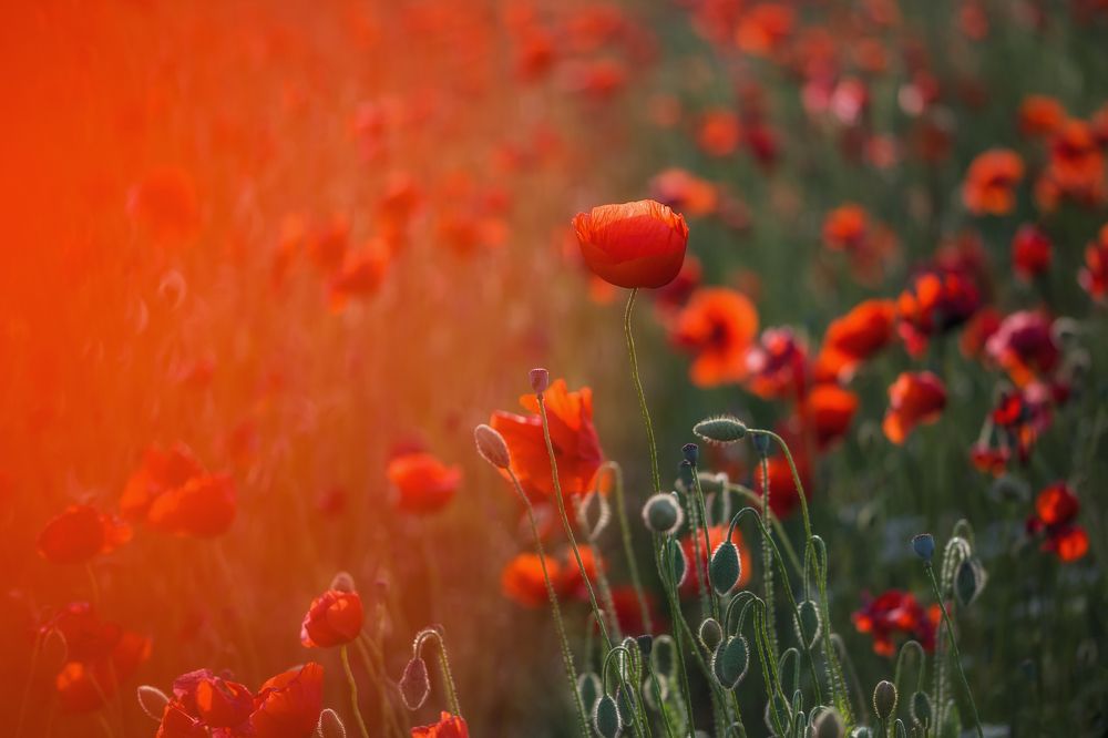 Photograph by Дмитренко Екатерина