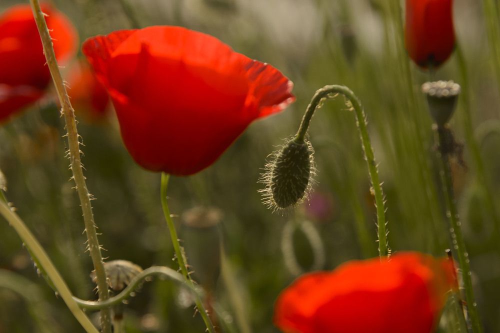 Photograph by Иван Коляда