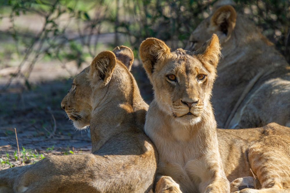 В львиной семье