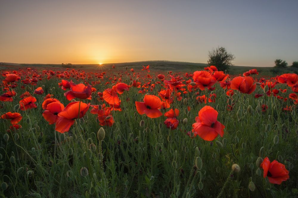 Фотография автора Дмитренко Екатерина