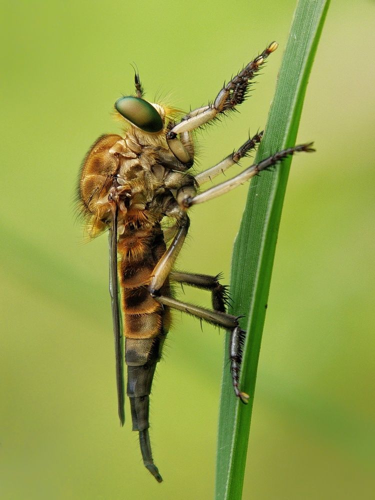 Robbrlerfly