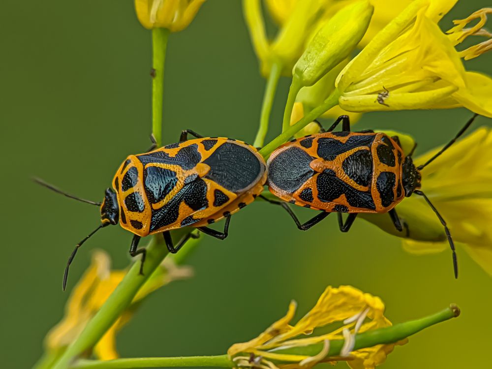 Photograph by Md Raihan