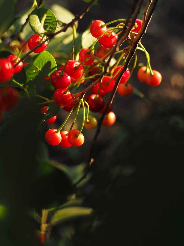 Photograph by Светлана Шибаршина