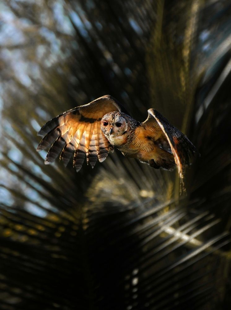 Photograph by George S George