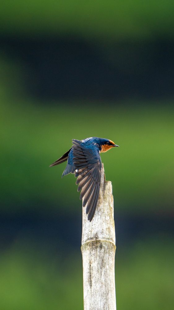 Photograph by vijay Mathiew