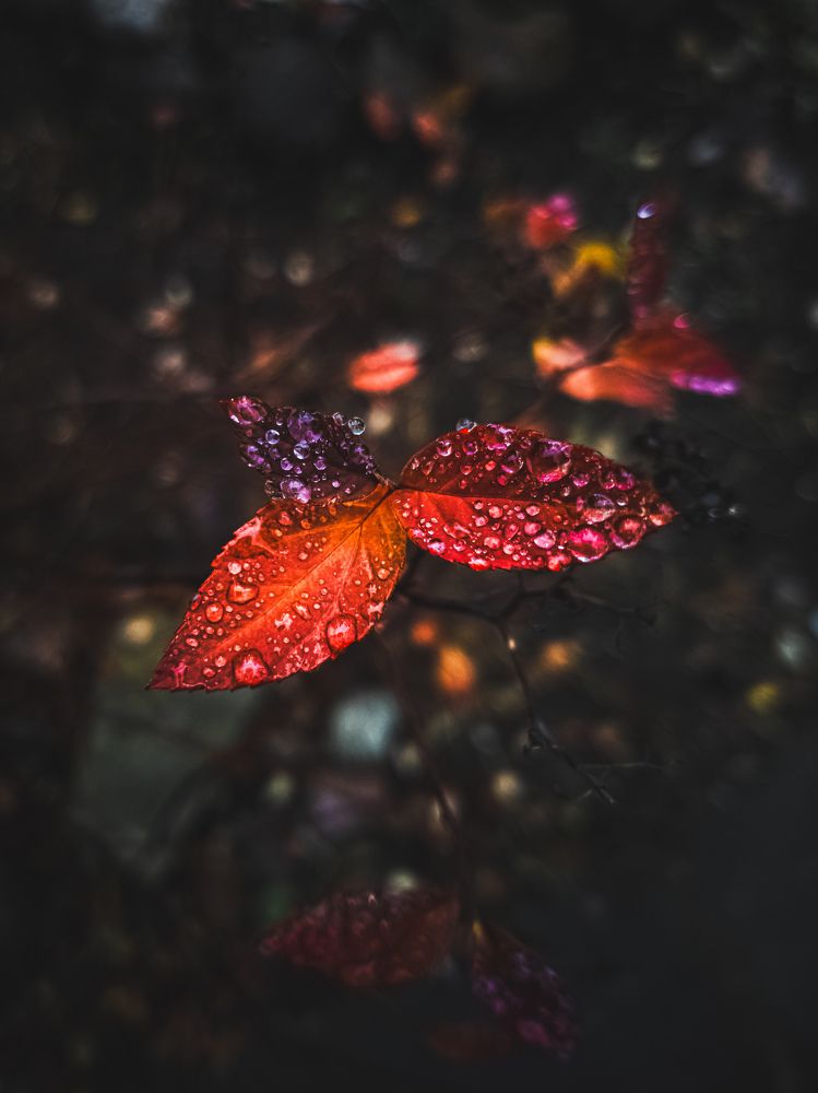 Photograph by Александр Безуглый