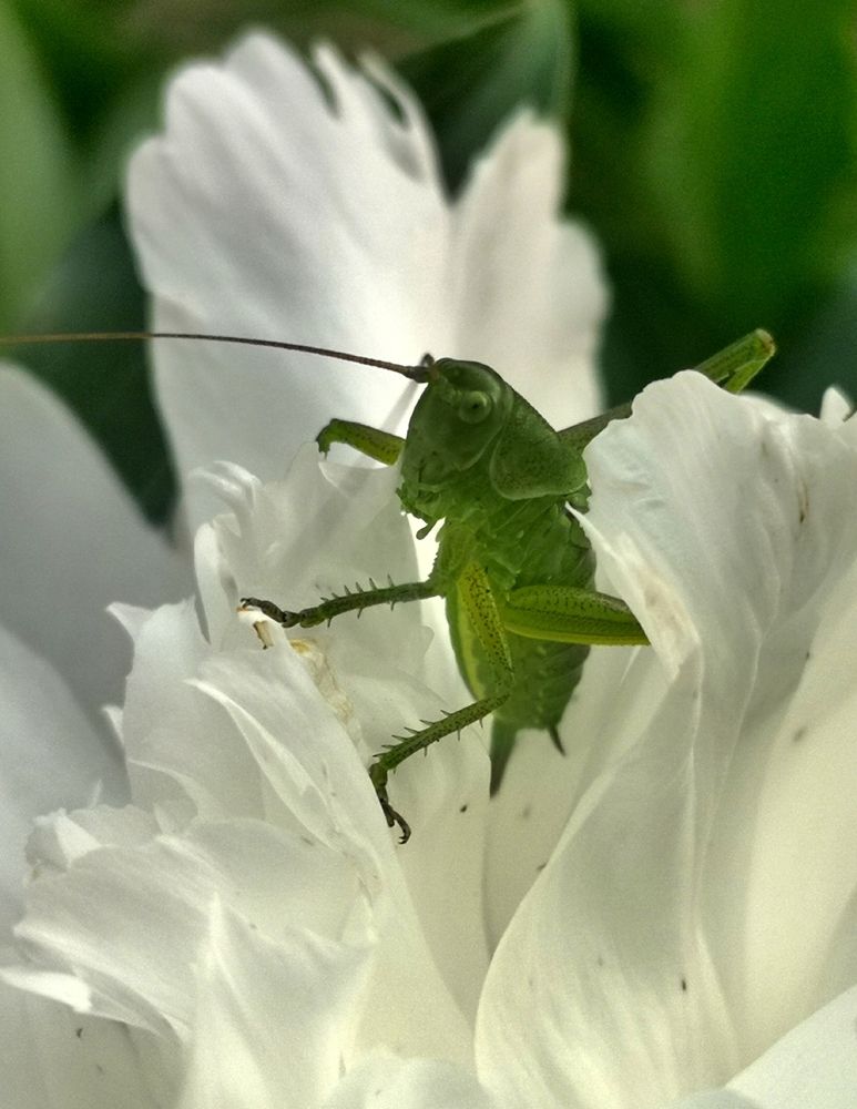 Photograph by Nikolett Mengyi