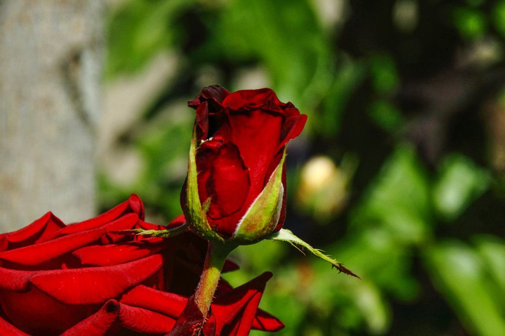 Photograph by Ирина Шибитова