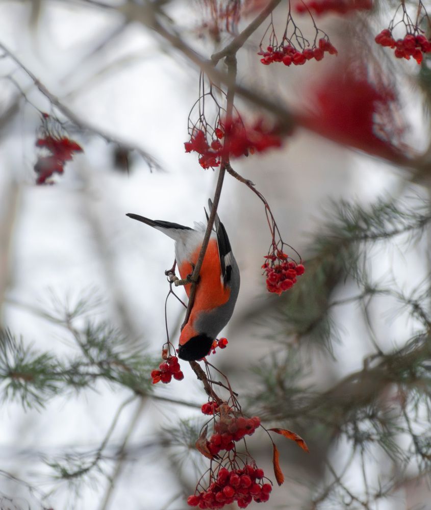 Фотография автора Рохмистрова Мария