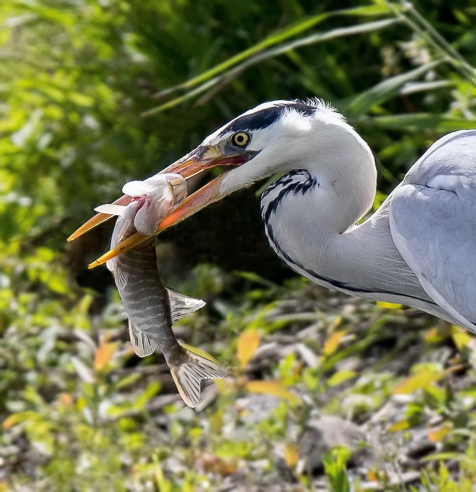 Удачная охота