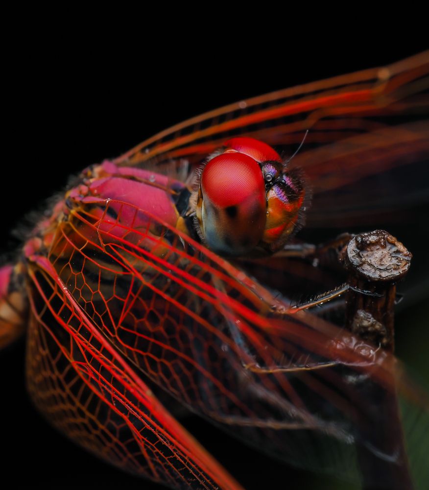 Photograph by Hardeep Solanki