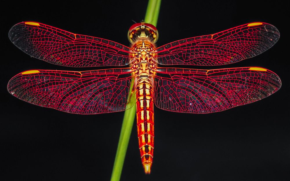 Photograph by Hardeep Solanki