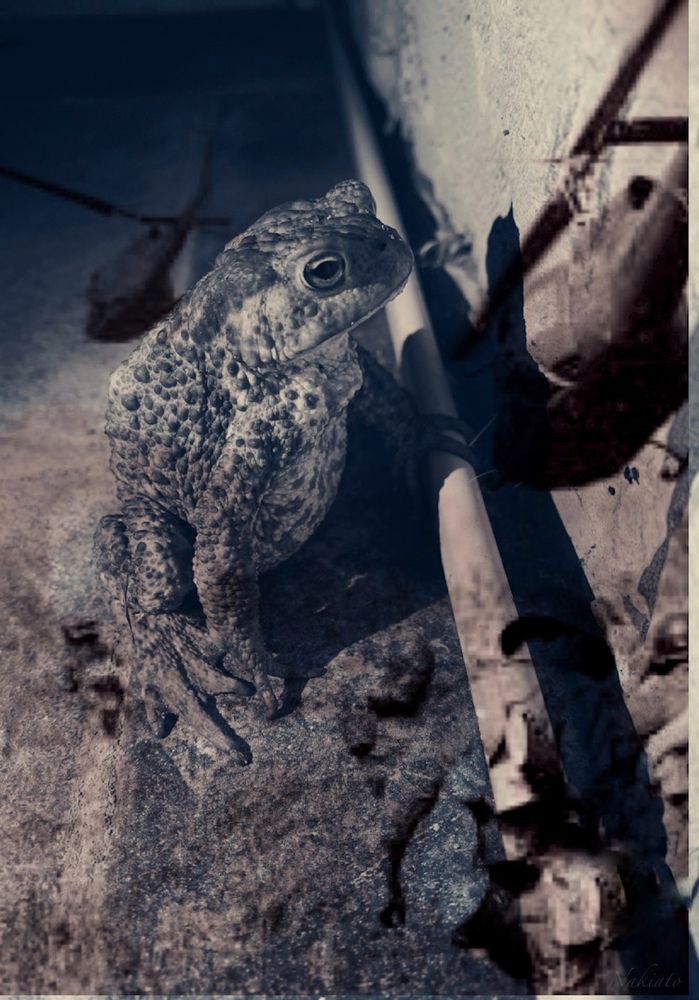 Photograph by Nakiato