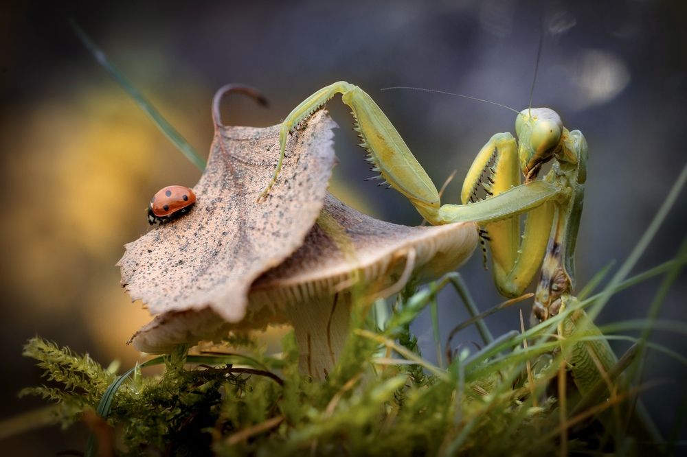 Photograph by Марина Сидоренко
