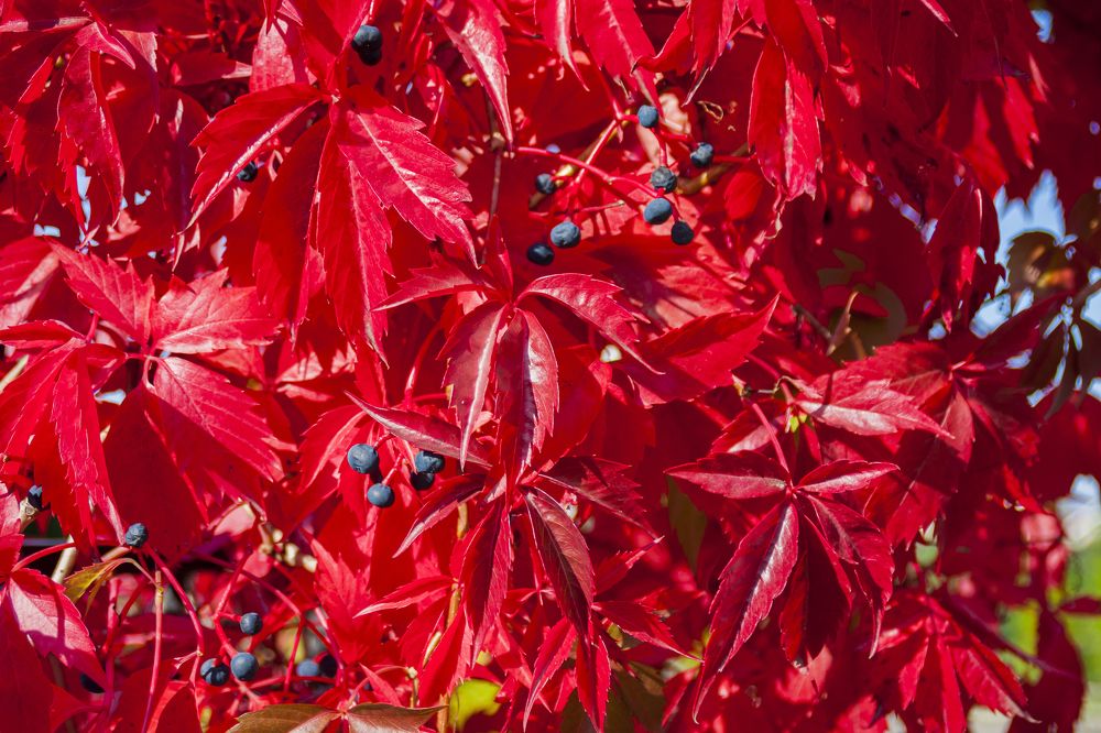 Photograph by Валерия Паули