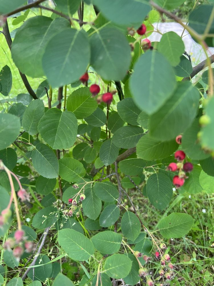 Photograph by Елена Мусина