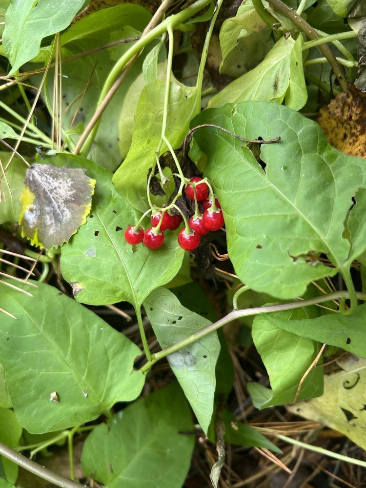 Photograph by Елена Мусина