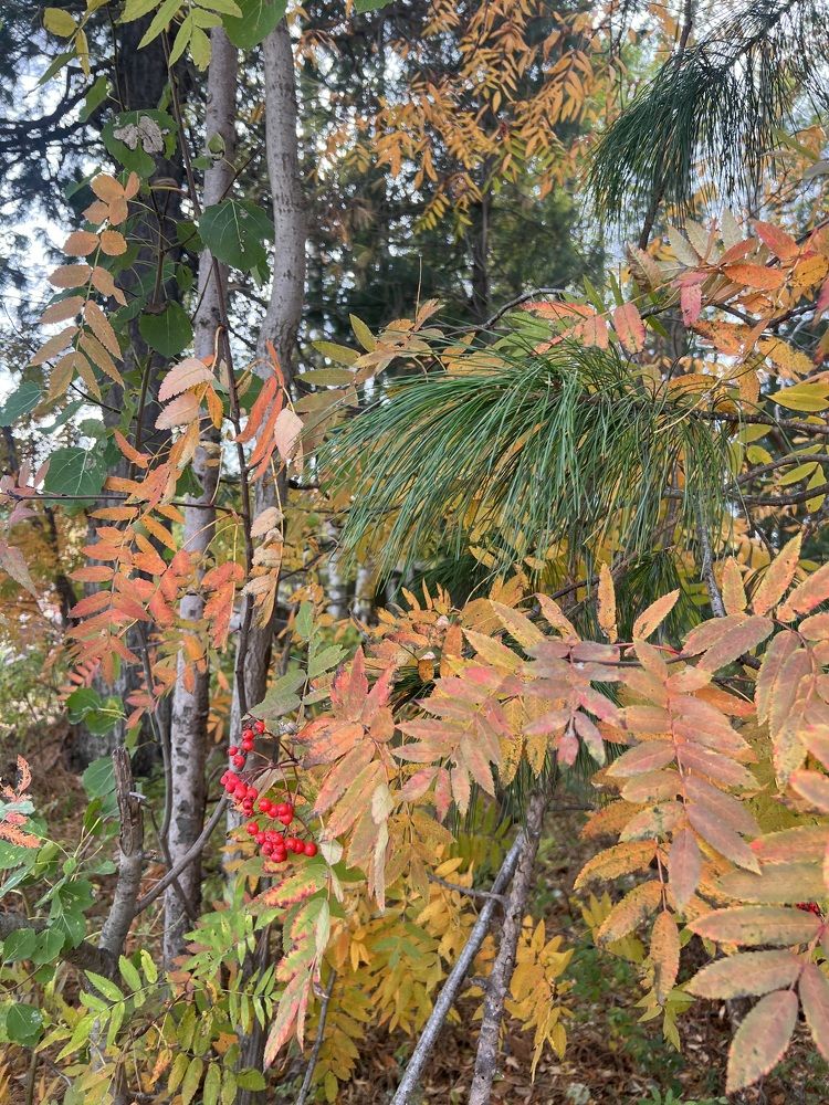 Photograph by Елена Мусина