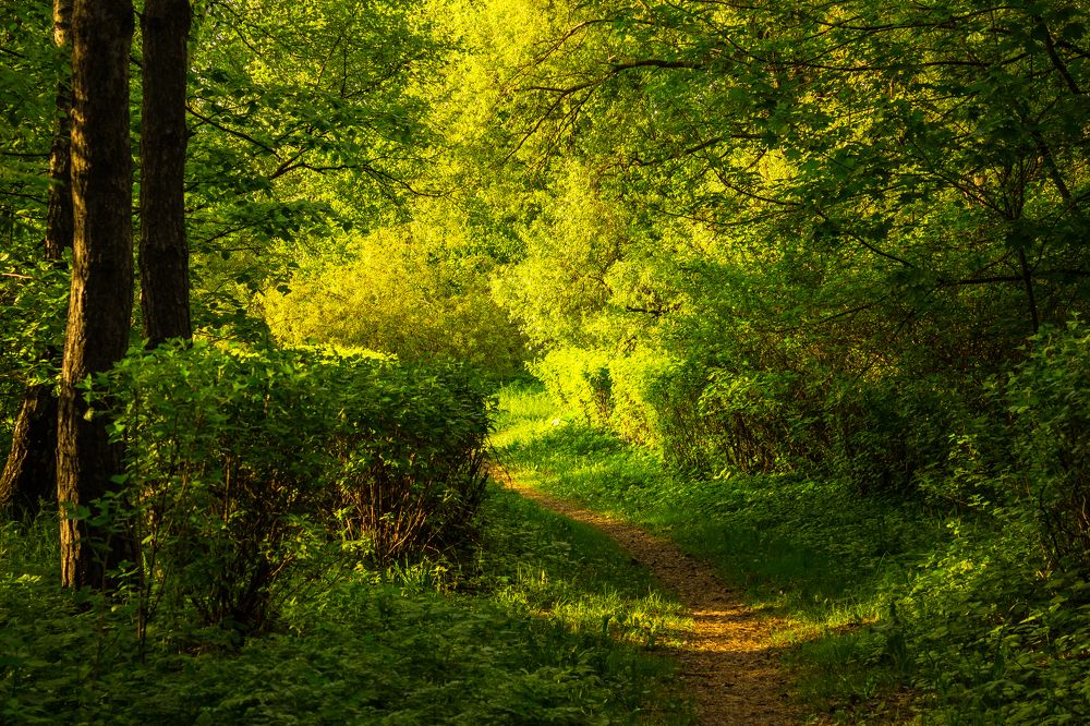 Теплый солнечный день в лесопарке.