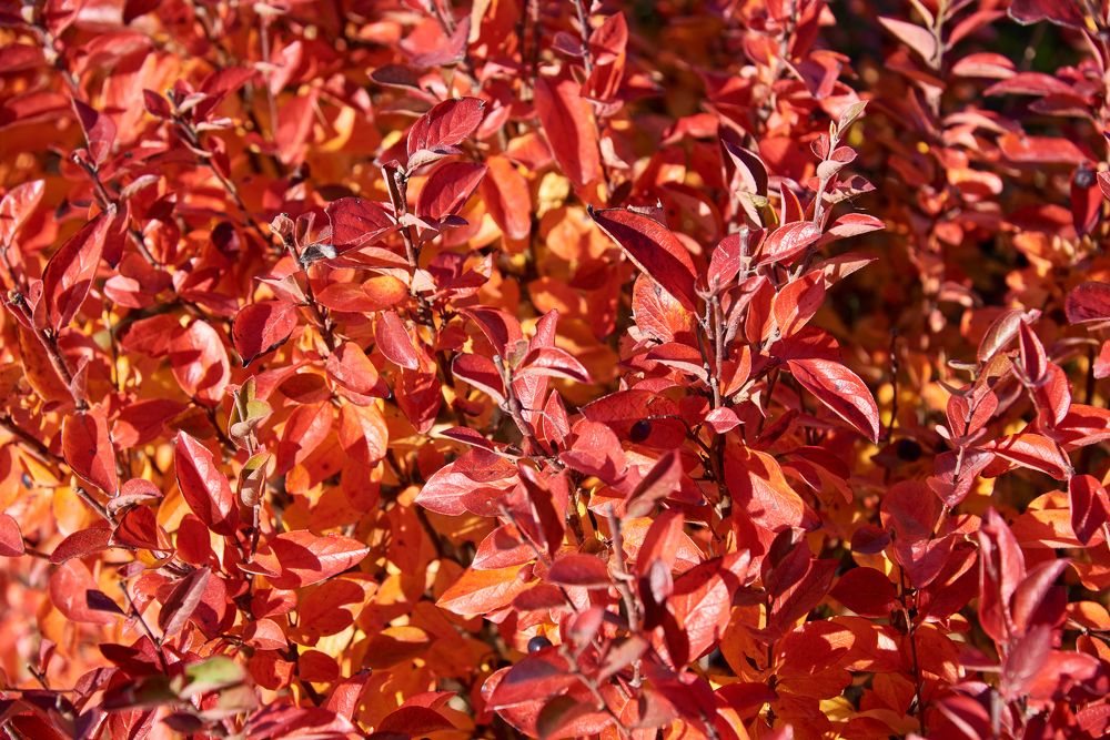 Photograph by Евгения Гловацкая