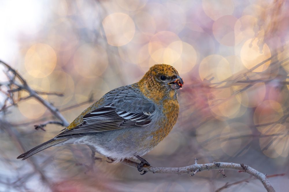 Фотография автора Andrey Pristyazhnyuk