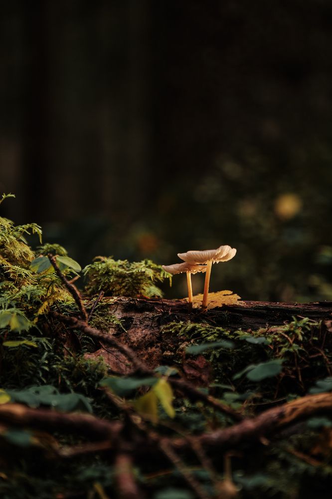 Photograph by Александр Старцев